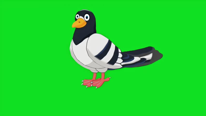 Dove waking on a green screen background, perfect for compositing, animation, and creative projects requiring customizable footage of a 2D birds in motion.