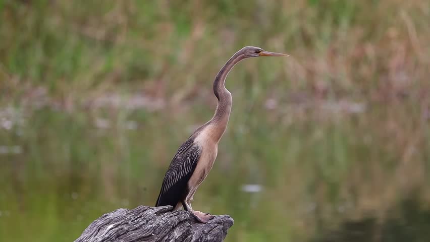 African darter or snakebird (Anhinga rufa) perched on tree log next to water