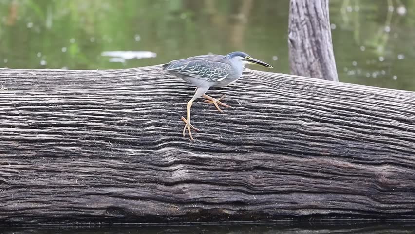 Striated heron crouched down stealthily walking on fallen tree trunk over water