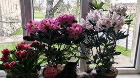 Cat resting on a windowsill surrounded by tulips and blooming rhododendron flowers - Powered by Shutterstock - Get 15% off with code: PIKWIZARD15