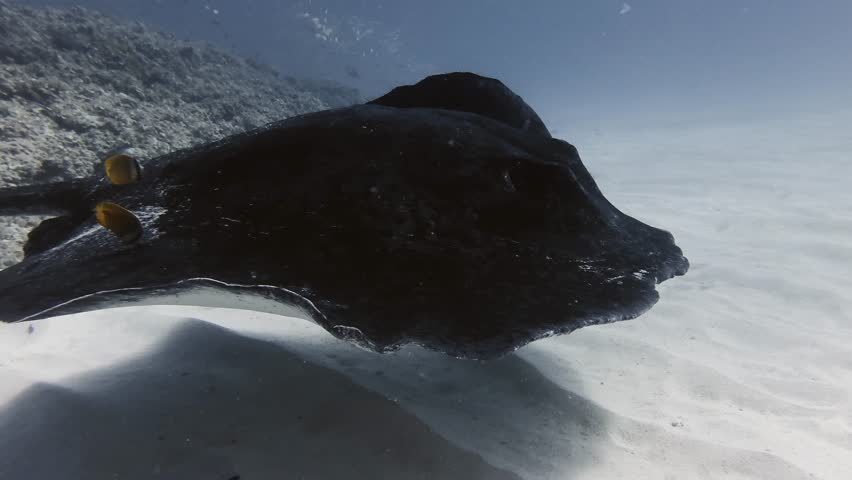 Graceful stingray gliding across the sandy seabed of Mauritius, stirring clouds of sand in an atmospheric underwater scene of marine life and ocean exploration.