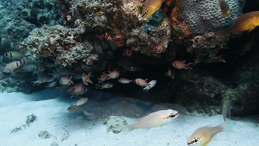 A school of reef fish hides beneath coral formations in the waters of Mauritius, showcasing marine behavior and the vibrant underwater ecosystem of the tropics.