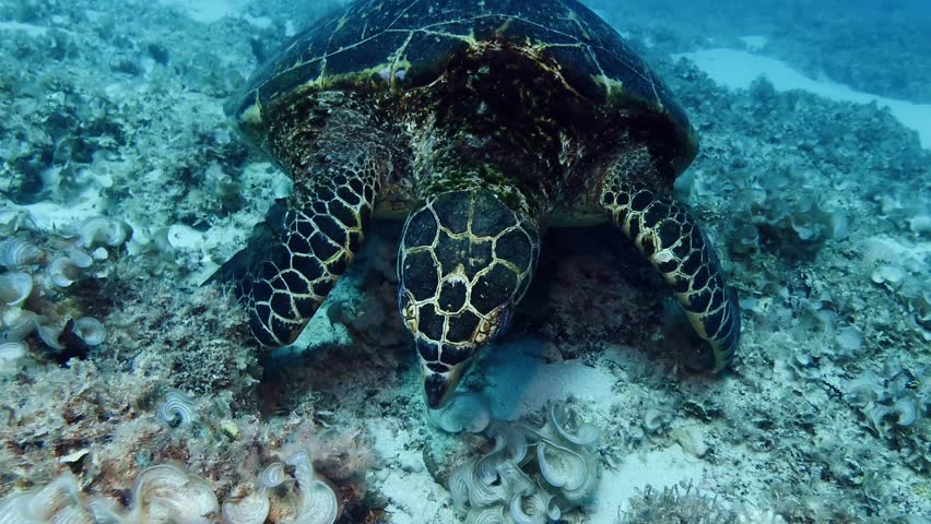 A sea turtle grazes along the coral seabed in Mauritius, highlighting marine life, biodiversity, and the calm underwater beauty of the Indian Ocean.