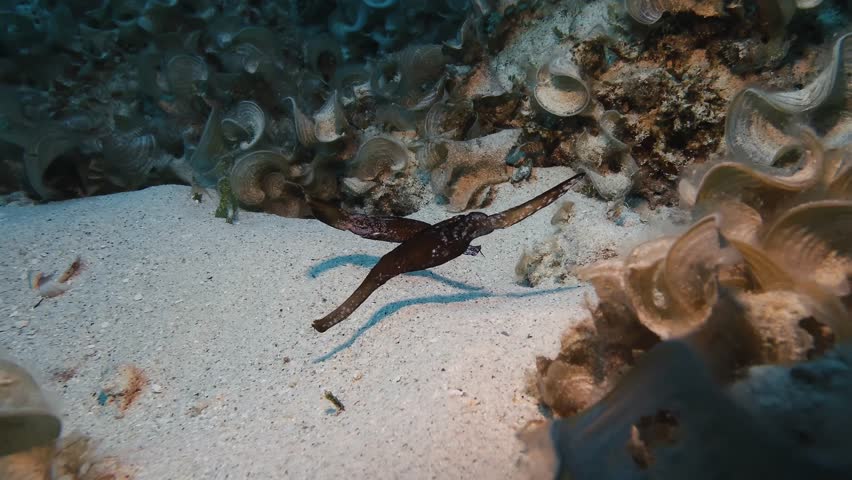 A ghost pipefish hovers near coral and sandy seabed in Mauritius, blending with its surroundings. Unique marine life captured in tropical underwater habitat.