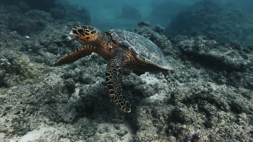 A graceful sea turtle glides peacefully over the rocky seabed in the clear tropical waters of Mauritius, showcasing the harmony of marine life in its natural habitat.