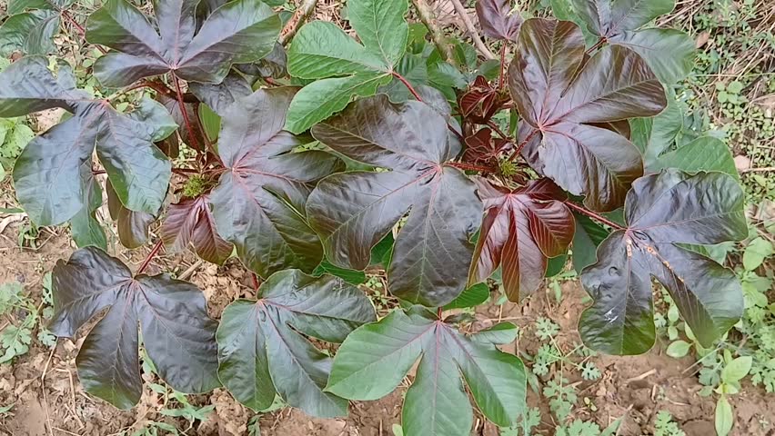 Closeup of lush Jatropha gossypiifolia, commonly known as bellyache bush plant in full bloom, showcasing its distinctive glossy maroon-green leaves, small red flowers, and green seed pods.