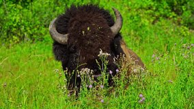 A wild bison peacefully grazes on fresh grass in Elk Island National Park, Canada. Captured in spring with natural light, showcasing the animal in its natural habitat. - Powered by Shutterstock - Get 15% off with code: PIKWIZARD15
