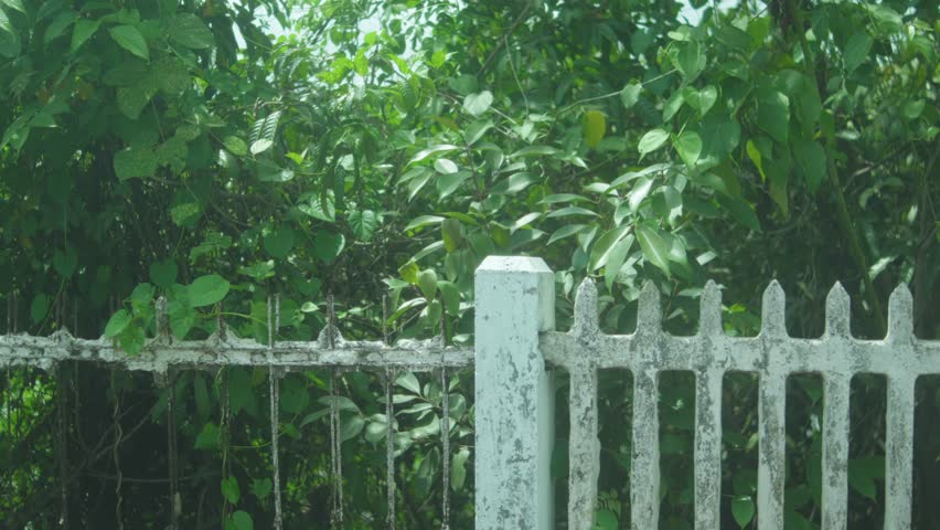 Static shot of a weathered white fence made of wood and metal, standing in front of dense green vegetation.