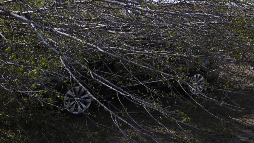 A car parked on the street crushed by a fallen tree after a hurricane. Damage to a vehicle during a natural disaster. Natural disaster. DNIPRO, UKRAINE - April 10, 2020