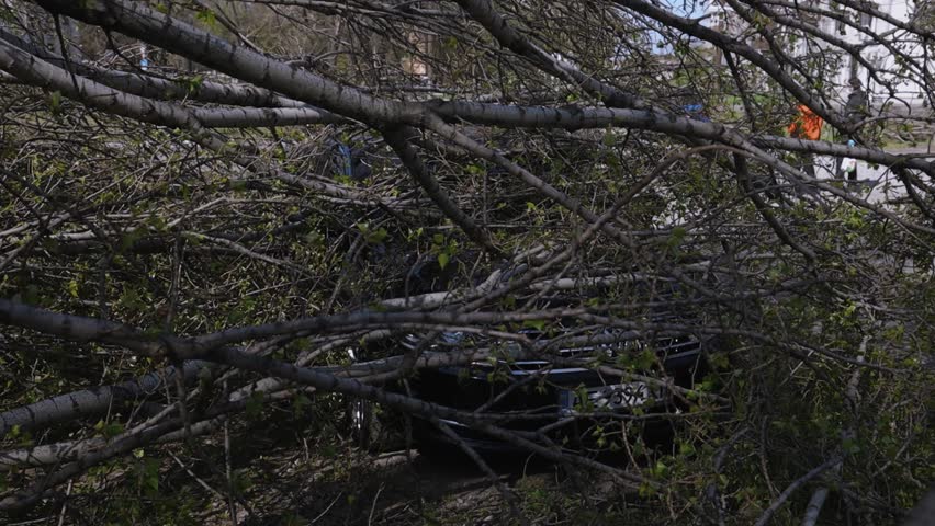A car parked on the street crushed by a fallen tree after a hurricane. Damage to a vehicle during a natural disaster. Natural disaster. DNIPRO, UKRAINE - April 10, 2020