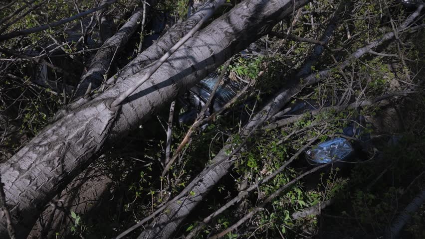 A car parked on the street crushed by a fallen tree after a hurricane. Damage to a vehicle during a natural disaster. Natural disaster. DNIPRO, UKRAINE - April 10, 2020