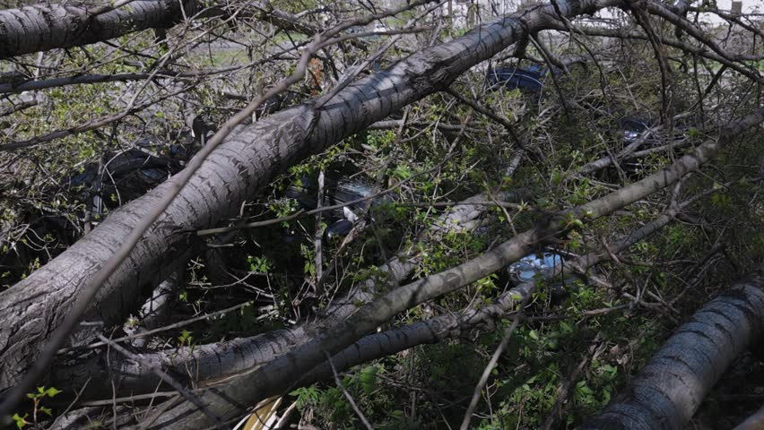 A car parked on the street crushed by a fallen tree after a hurricane. Damage to a vehicle during a natural disaster. Natural disaster. DNIPRO, UKRAINE - April 10, 2020