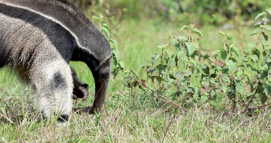Giant anteater feeding freely in the wild in the Pantanal of Brazil, an endangered animal