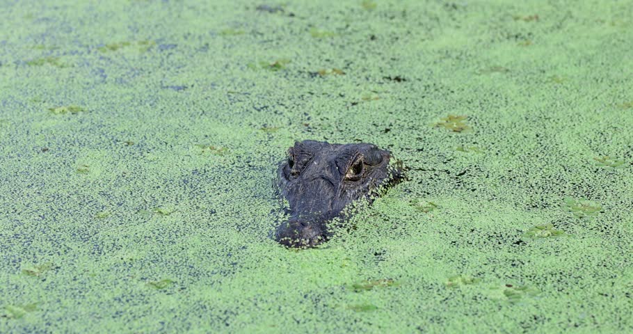 Pantanal alligator covered by aquatic vegetation, in the middle of vegetation, in the Pantanal, Brazil