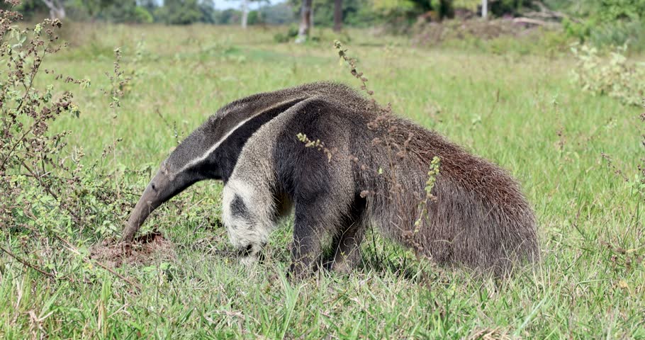 Giant anteater feeding freely in the wild in the Pantanal of Brazil, an endangered animal
