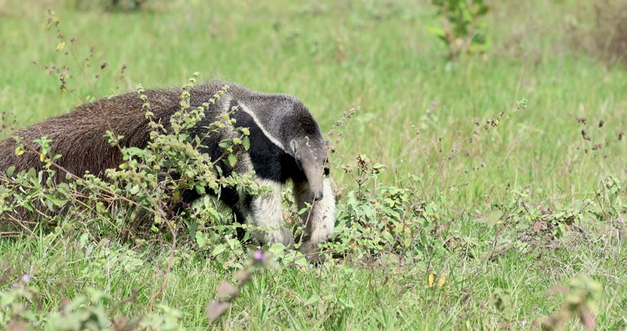 Giant anteater feeding freely in the wild in the Pantanal of Brazil, an endangered animal