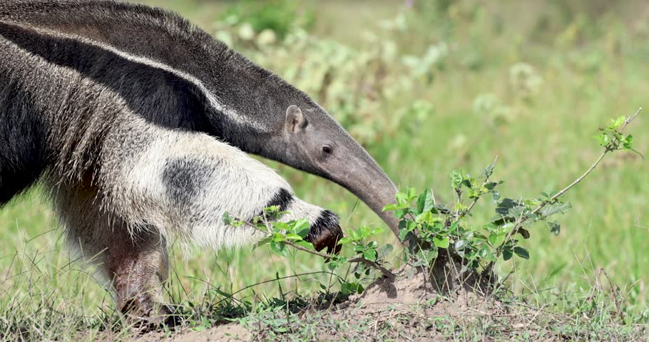 Giant anteater feeding freely in the wild in the Pantanal of Brazil, an endangered animal