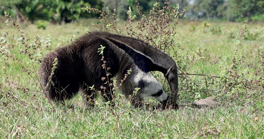 Giant anteater feeding freely in the wild in the Pantanal of Brazil, an endangered animal