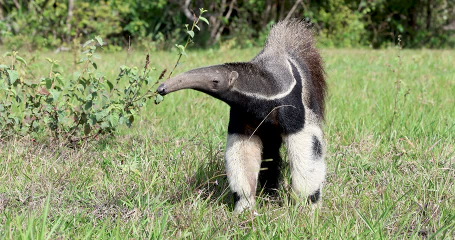 Giant anteater feeding freely in the wild in the Pantanal of Brazil, an endangered animal