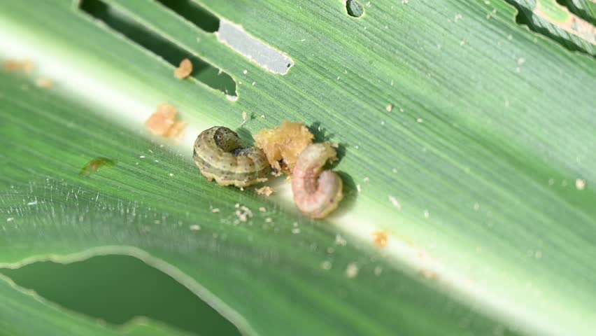 Corn leaf damaged by fall armyworm Spodoptera frugiperda. Corn leaves attacked by worms in maize field