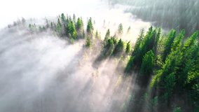 Aerial view of brightly illuminated with sunlight beams foggy dark forest with pine trees at autumn sunrise. Amazing wild woodland at misty dawn. Environment and nature protection concept - Powered by Shutterstock - Get 15% off with code: PIKWIZARD15