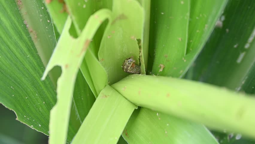 Corn leaf damaged by fall armyworm Spodoptera frugiperda. Corn leaves attacked by worms in maize field