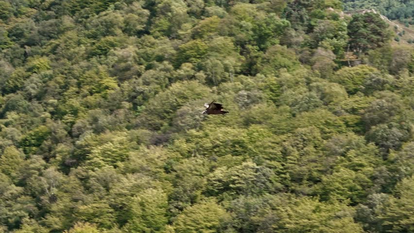 A Eagle bird of prey soars above a mountain forest — a symbol of wildlife and ecosystem protection. Ideal for themes of sustainability, eco-tourism, and biodiversity conservation