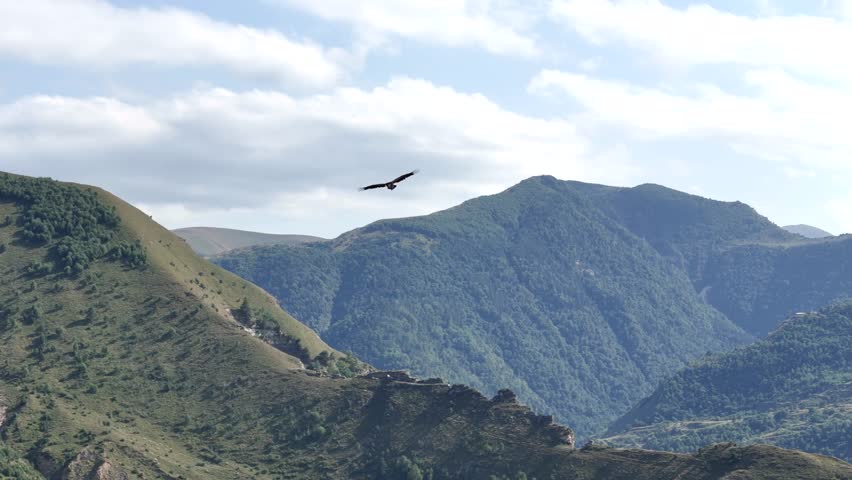 Soaring Eagle Over Mountain Ridges in Clear Sky – Wildlife Nature Landscape.A large bird of prey gracefully soars above green mountain ridges under a clear sky. 