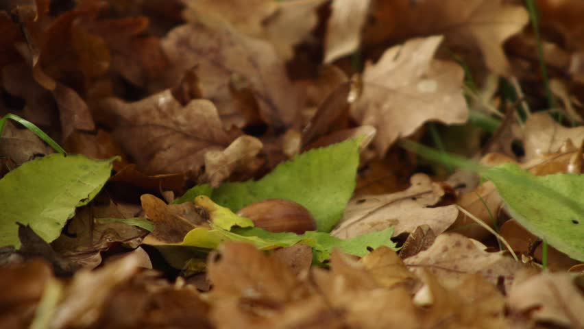 Acorn Falling into Autumn Leaves (Close-Up)