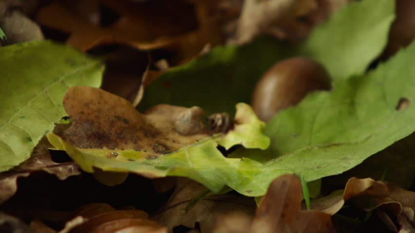 Acorn Falling into Autumn Leaves (Close-Up)