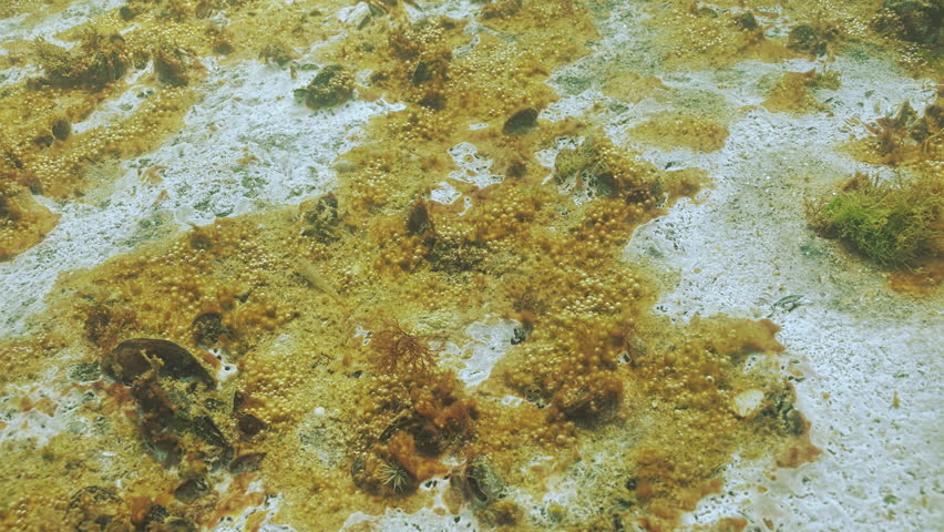 Sand seabed is covered with slimy plaque consisting of biofilm of microorganisms with gas bubbles, including bacteria, blue-green alga and mycelium marine mold. Sandy bottom covers microalgae colony