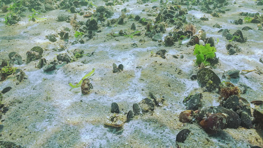 Colonies of bacteria, microalgae and other microorganisms forming biofilm on seabed. Sand is covered with white film of mycelium (marine mold) and brown plaque of blue-green algae (cyanobacteria)