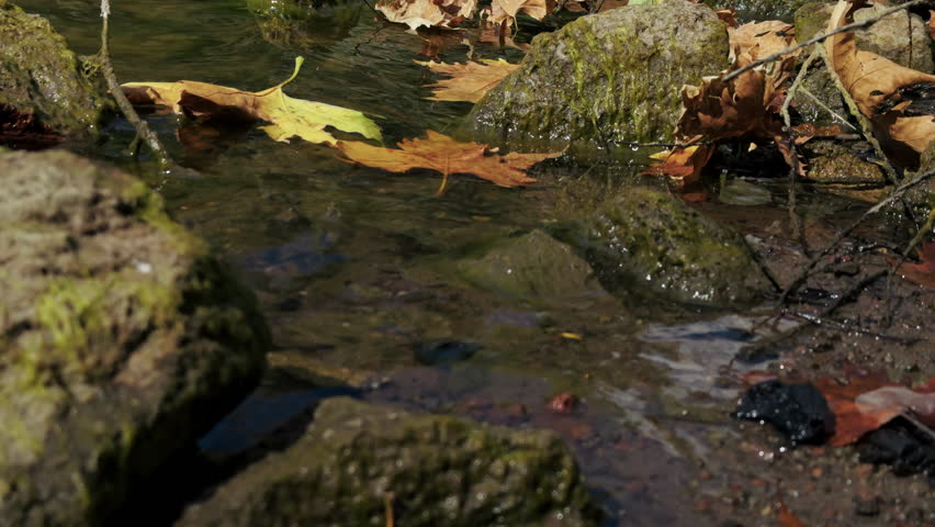 Autumn Leaves on Lake Water in Nature