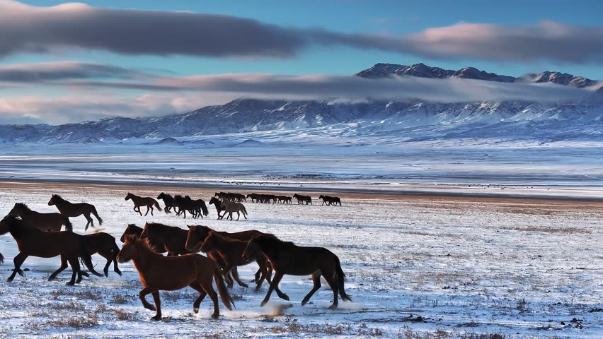 Herd of wild horses running in snowy mountains