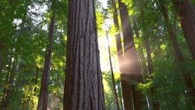 Aerial view of brightly illuminated with sunlight beams foggy dark forest with pine trees at autumn sunrise. Amazing wild woodland at misty dawn. Environment and nature protection concept - Powered by Shutterstock - Get 15% off with code: PIKWIZARD15