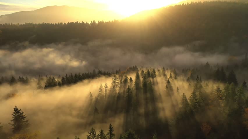 Fabulous rain forest in Olympic National Park, Washington, USA. Trees covered with thick layer of moss.