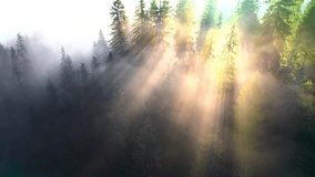 Aerial view of brightly illuminated with sunlight beams foggy dark forest with pine trees at autumn sunrise. Amazing wild woodland at misty dawn. Environment and nature protection concept - Powered by Shutterstock - Get 15% off with code: PIKWIZARD15