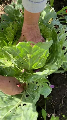  hands of female farmer picking cabbage leaves from head damaged by slugs in garden plot as concept of crop protection from pests in agriculture