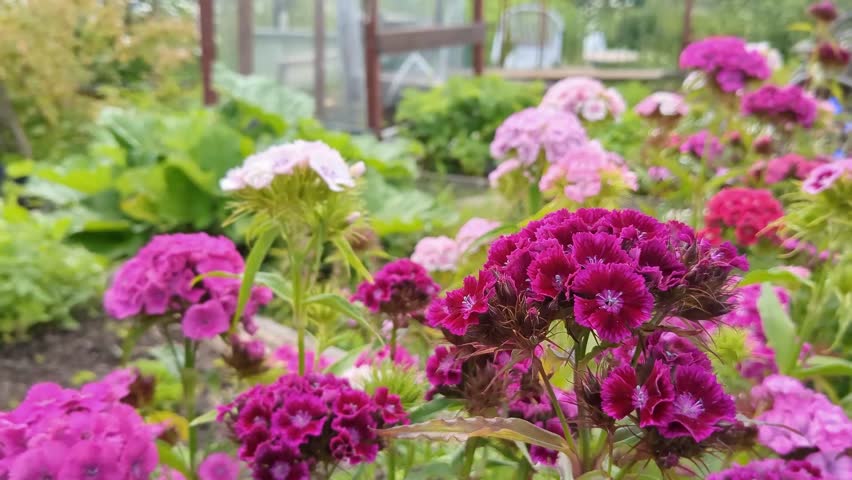 Romantic pink and purple flowers Sweet William growing in garden