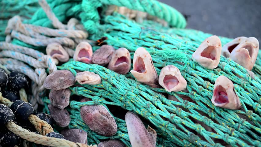 Sharks caught in Net as bycatch - Destruction of fishing industry and trolling boats - Small-spotted Catshark - Scyliorhinus Canicula	