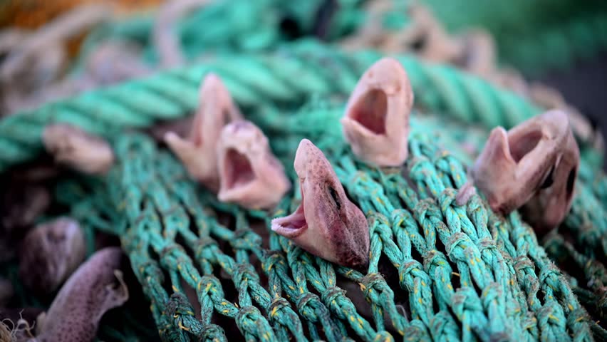 Sharks caught in Net as bycatch - Destruction of fishing industry and trolling boats - Small-spotted Catshark - Scyliorhinus Canicula	