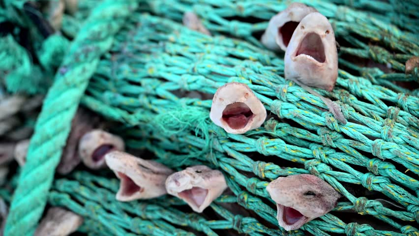 Sharks caught in Net as bycatch - Destruction of fishing industry and trolling boats - Small-spotted Catshark - Scyliorhinus Canicula	