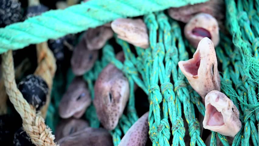 Sharks caught in Net as bycatch - Destruction of fishing industry and trolling boats - Small-spotted Catshark - Scyliorhinus Canicula	