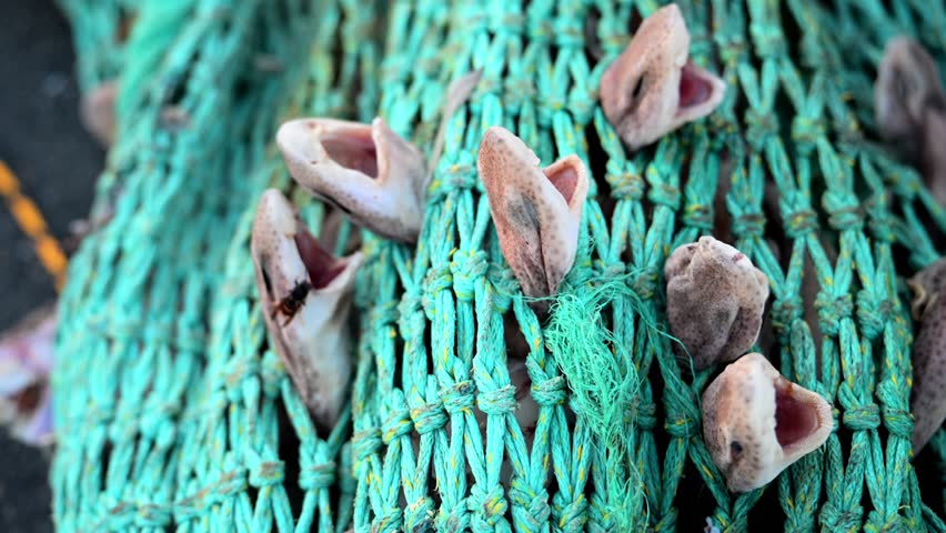 Sharks caught in Net as bycatch - Destruction of fishing industry and trolling boats - Small-spotted Catshark - Scyliorhinus Canicula	