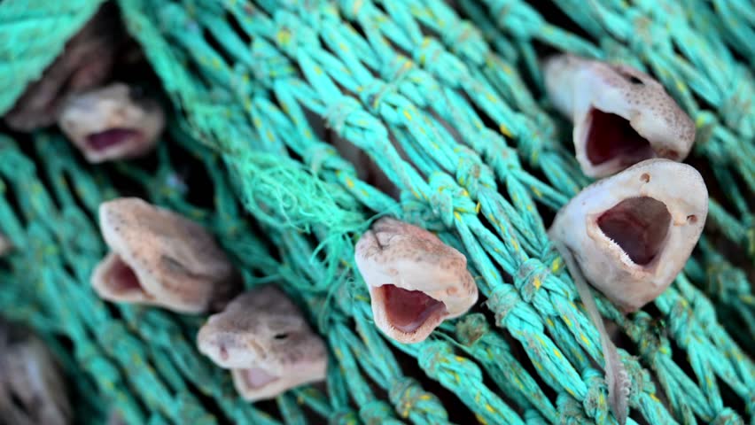 Sharks caught in Net as bycatch - Destruction of fishing industry and trolling boats - Small-spotted Catshark - Scyliorhinus Canicula	