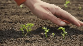 Farmer touches sprouted sprouts of chickpea in field - Powered by Shutterstock - Get 15% off with code: PIKWIZARD15