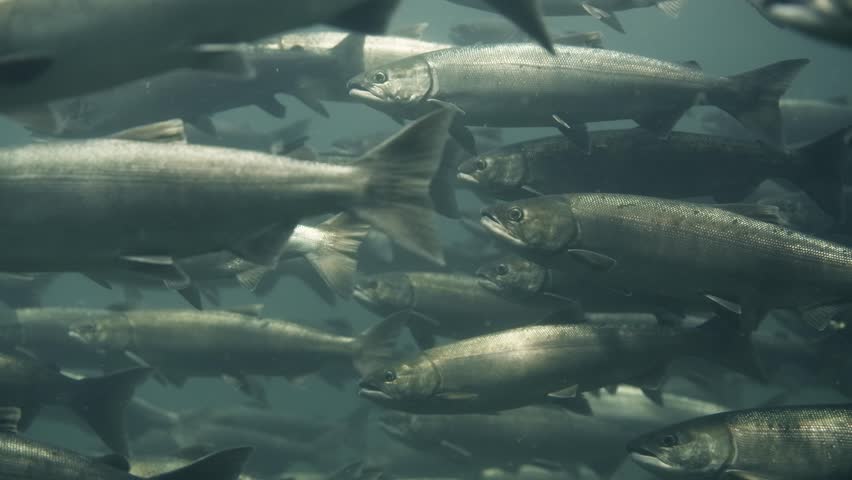 Detail of sockeye salmon swimming on a cold water river in Canada.