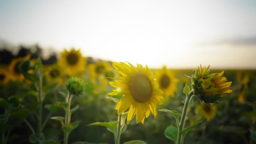 Beautiful sunflowers growing and ripening in agricultural fields in summer. Farming and agriculture, admire nature in countryside, nobody in farmland in early morning, sunrise above farm in summer