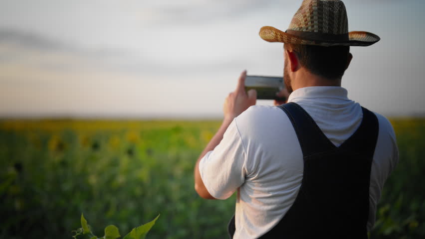 Admire nature and enjoy solitude in rural area, take picture of sunflower field. Back view of farmer photographing rural landscape, professional farmer or carefree countryman in calm rustic scenery