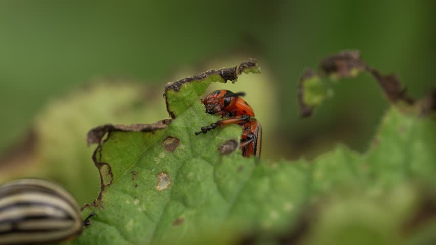 Destructive colorado potato beetle larva consuming potato leaf, revealing significant agricultural challenge for crop production and plant health